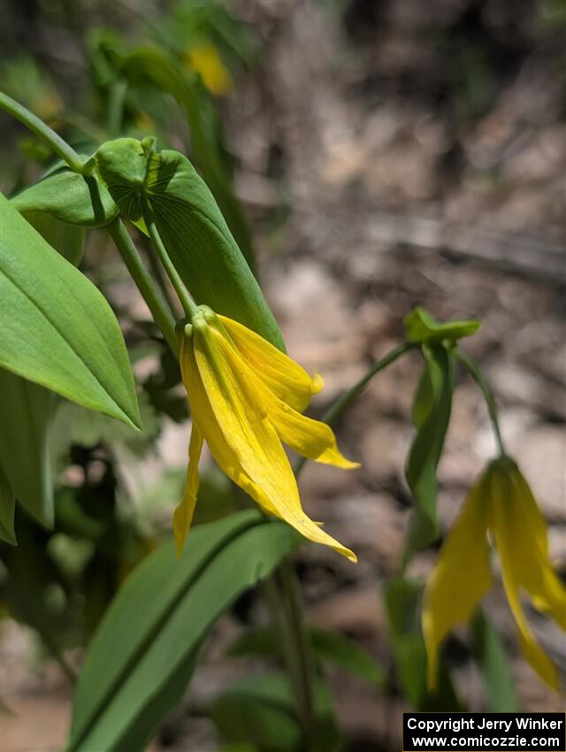 Large-flowered Bellwort