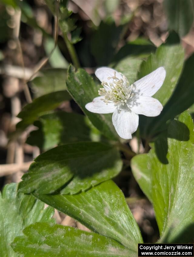 Wood Anemone