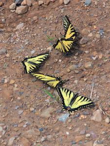 Canadian Tiger Swallowtails puddle for soil nutrients on the road.