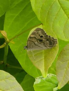 Pearly Eye Butterfly