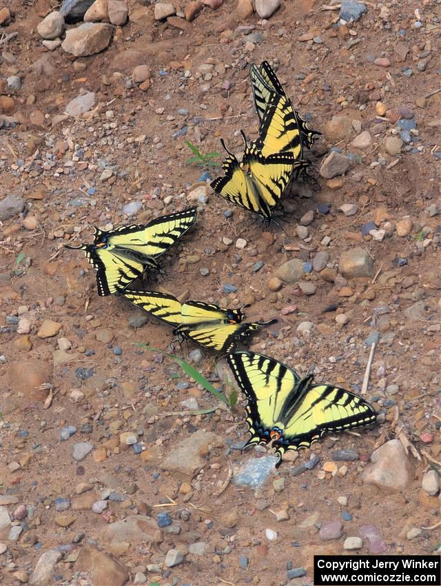 Canadian Tiger Swallowtails puddle for soil nutrients on the road.