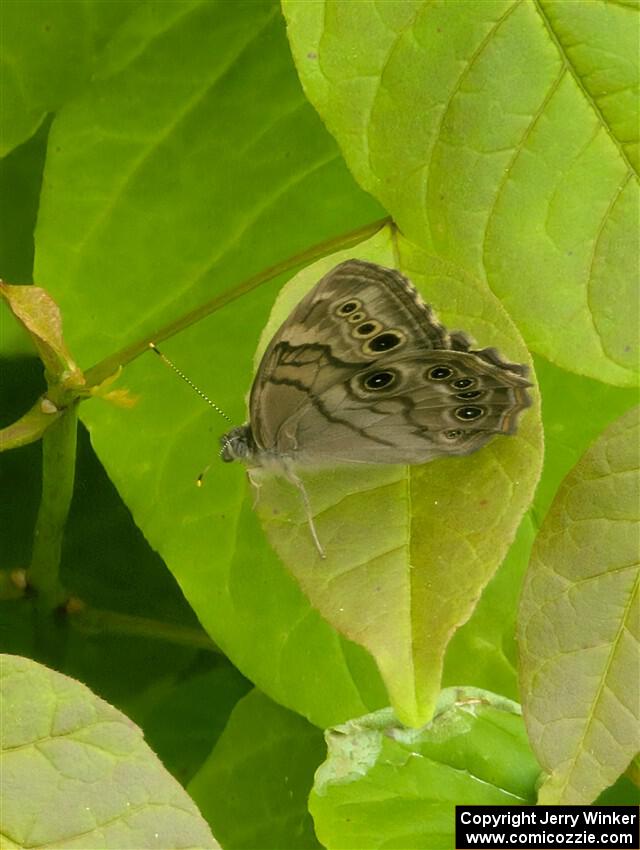 Pearly Eye Butterfly