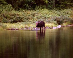 A moose stops off near the road to take a drink.