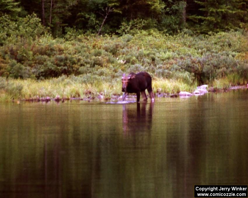 A moose stops off near the road to take a drink.