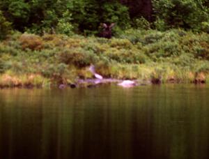 A moose trots back into the woods after having a drink.