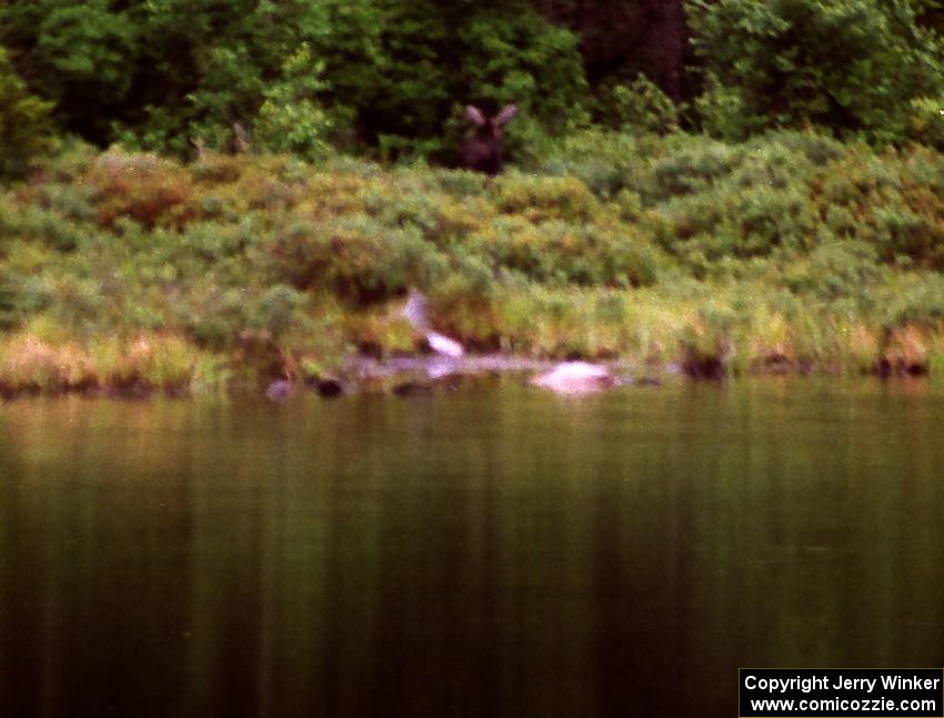 A moose trots back into the woods after having a drink.