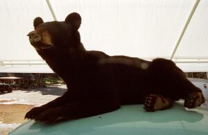 Close up of stuffed bear cub.