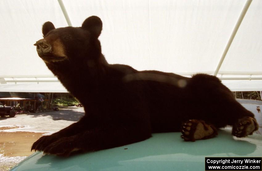 Close up of stuffed bear cub.