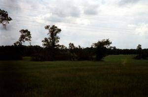 Downed tree damage in the infield