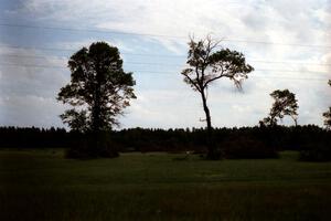 Downed tree damage in the infield