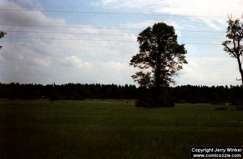 Downed tree damage in the infield