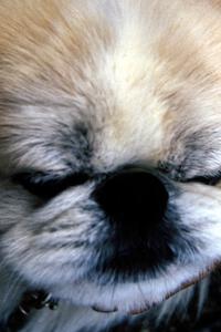 Pekingese at the Solo II