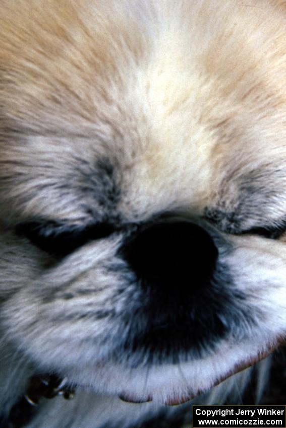 Pekingese at the Solo II