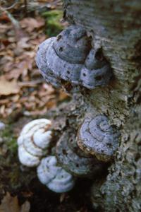 Traditional mushroom shot from the 1993 Press On Regardless Rally.