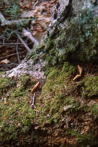 Moss and lichen covered trees in the Keeweenaw Peninsula.