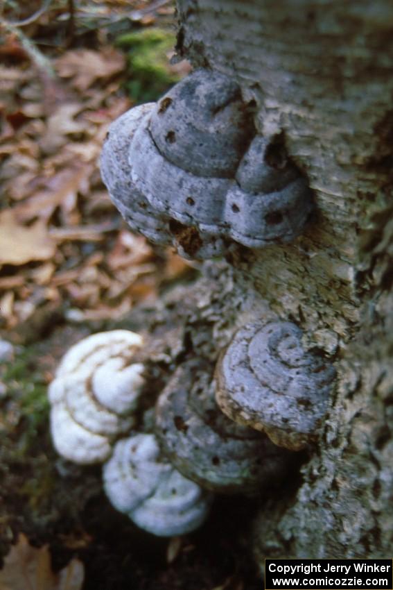 Traditional mushroom shot from the 1993 Press On Regardless Rally.