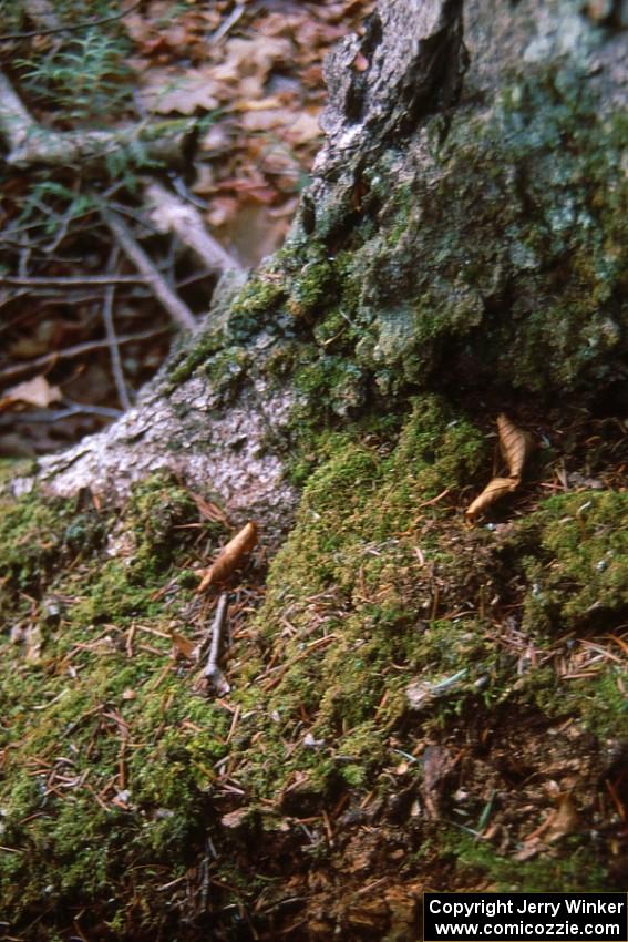 Moss and lichen covered trees in the Keeweenaw Peninsula.