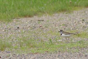 A killdeer on the outside of the carousel