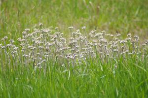 New flowers coming up at turn 5