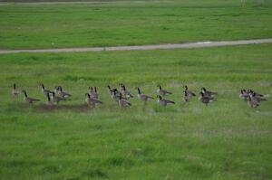 Canada Geese in the infield