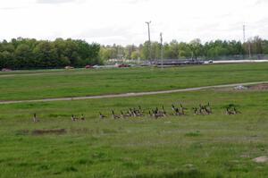 Canada Geese in the infield as the field streams into turn 6 in the background