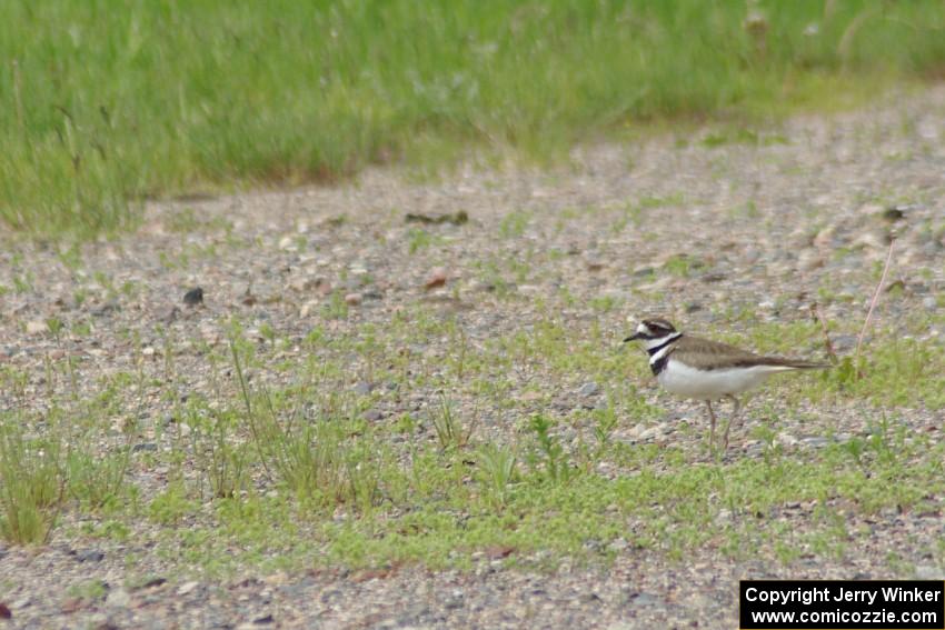 A killdeer on the outside of the carousel