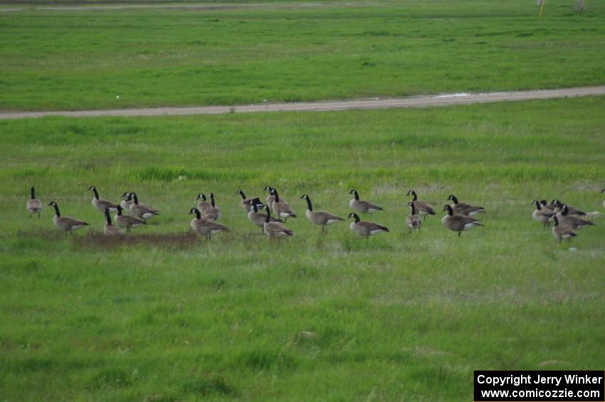 Canada Geese in the infield