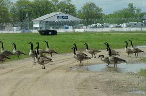 A large flock of Canada Geese blocks one of the infield roads