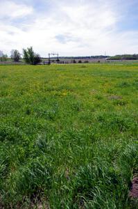 Fresh green grass brought forth Spring Fever!