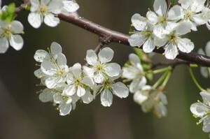 Apple blossoms on the property