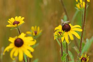 Flower Fly on a Black-Eyed Susan