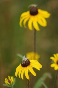 Flower Fly on a Black-Eyed Susan