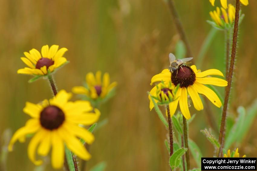 Flower Fly on a Black-Eyed Susan