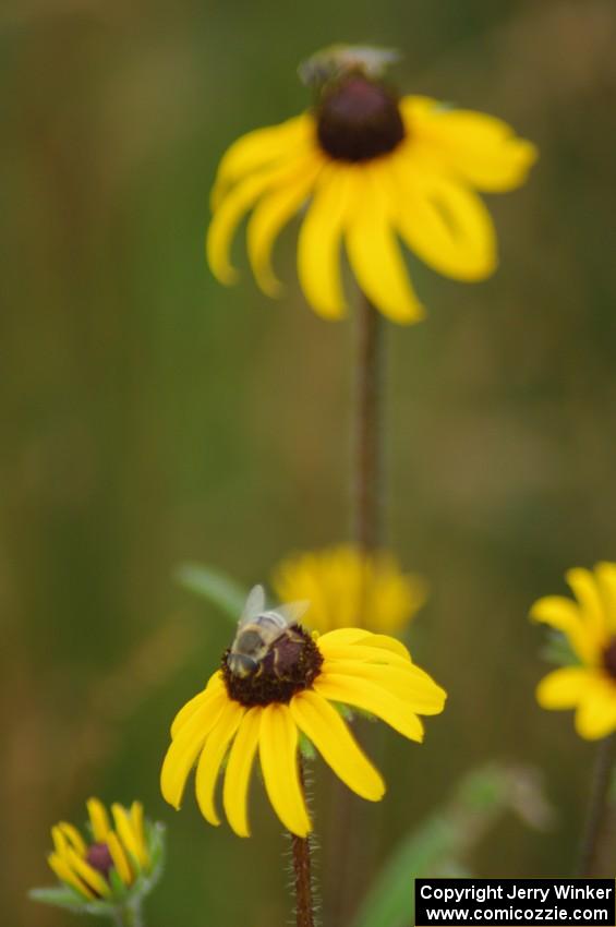 Flower Fly on a Black-Eyed Susan