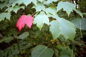 A hard frost a week earlier in mid-August was causing some premature color changing of the leaves