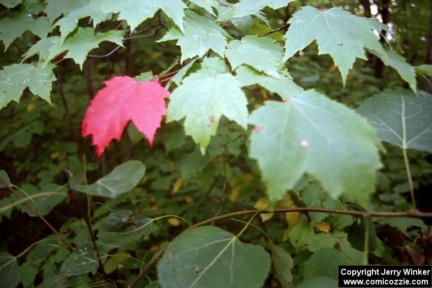 A hard frost a week earlier in mid-August was causing some premature color changing of the leaves