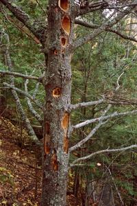 Pileated Woodpecker holes in a tree near Agate Falls.