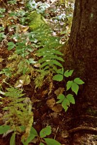 The forest floor in late-October in the U.P.