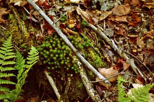 The forest floor in late-October in the U.P.