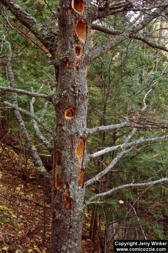 Pileated Woodpecker holes in a tree near Agate Falls.