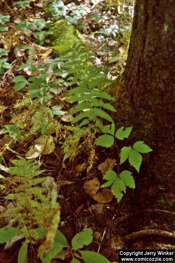 The forest floor in late-October in the U.P.