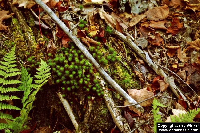 The forest floor in late-October in the U.P.