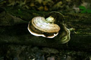 Traditional mushroom shot of 2005 Shooting Star Rally.