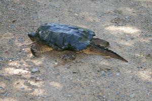 This angry snapping turtle was over three feet in length and looked like an alligator on the road when I first saw it.