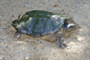 This angry snapping turtle was over three feet in length and looked like an alligator on the road when I first saw it.