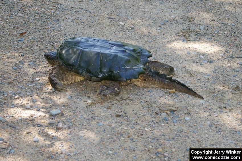 This angry snapping turtle was over three feet in length and looked like an alligator on the road when I first saw it.