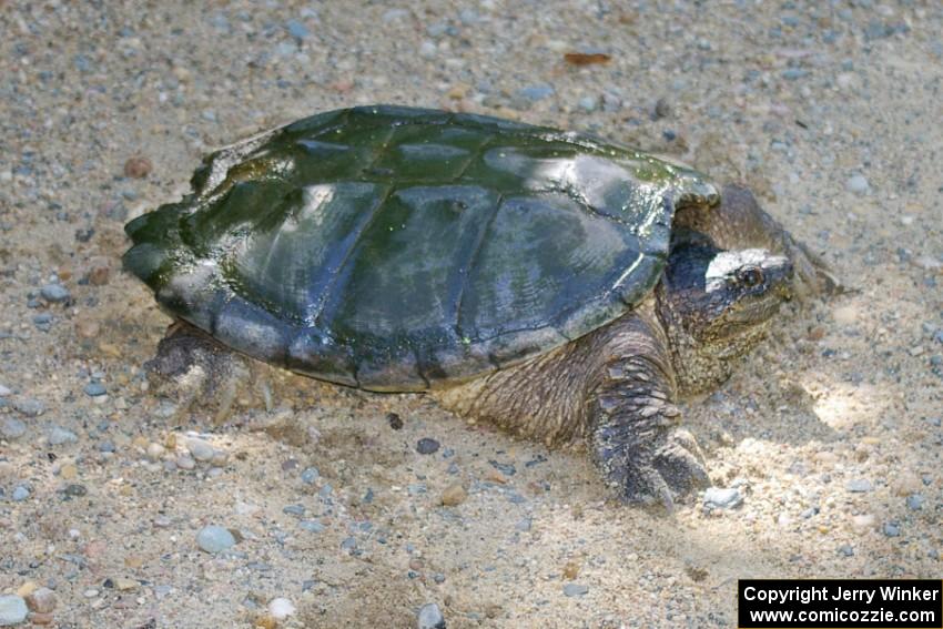 This angry snapping turtle was over three feet in length and looked like an alligator on the road when I first saw it.