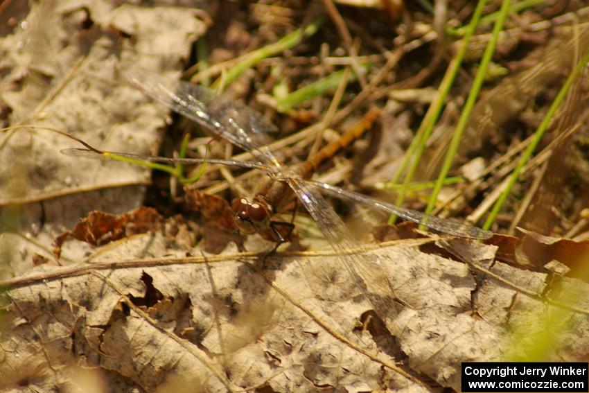 Dragonfly