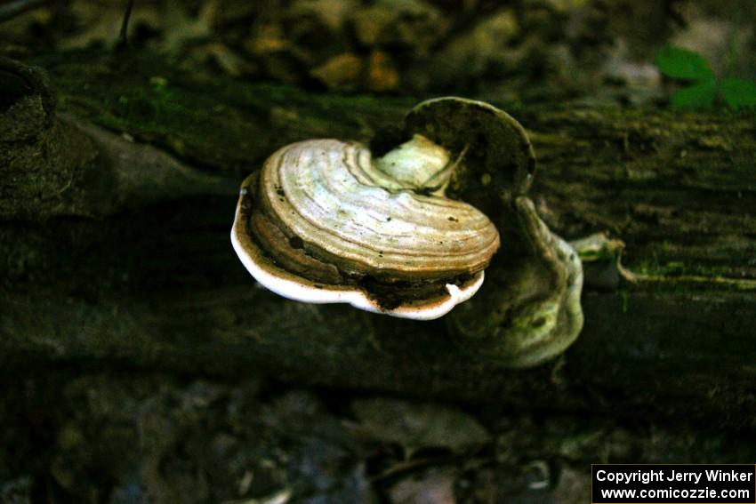 Traditional mushroom shot of 2005 Shooting Star Rally.