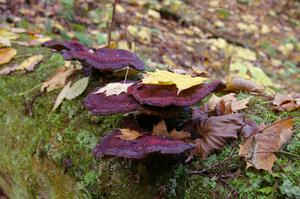 Traditional mushroom shot from 2005 Lake Superior Performance Rally.(1)